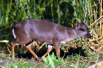 duiker