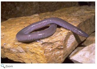 Longtail Salamander