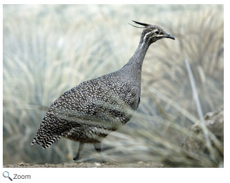 Greater Rhea