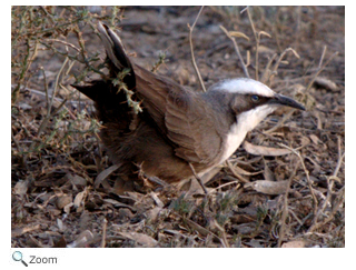 Gray-crowned Babbler