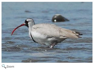 Ibisbill