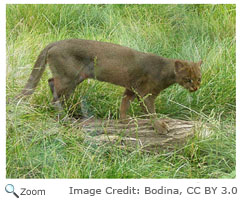 Jaguarundi