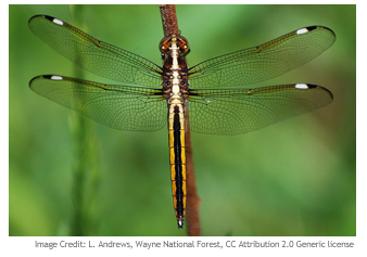 Slender Spreadwing