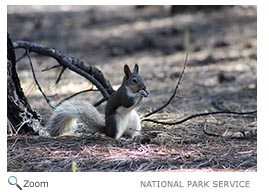 Abert's Squirrel