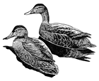 American Black Duck 