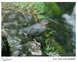 American Dipper