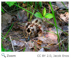 American woodcock