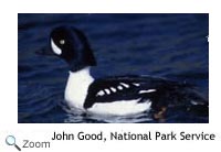 Barrows Goldeneye