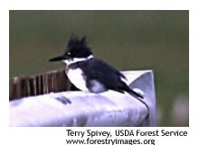 belted kingfisher