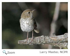 Bicknell's Thrush