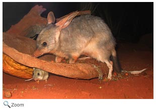 Greater Bilby