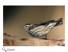 Black and white warbler