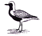 Black bellied plover