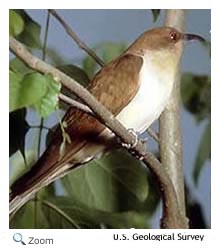 black-billed cuckoo