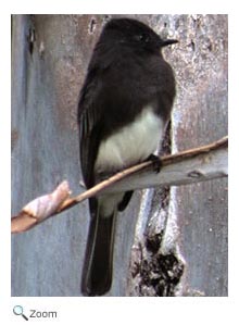 Black Phoebe