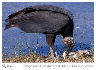 Black Vulture