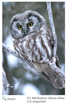 Boreal Owl