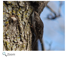 Brown Creeper