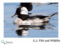 Bufflehead