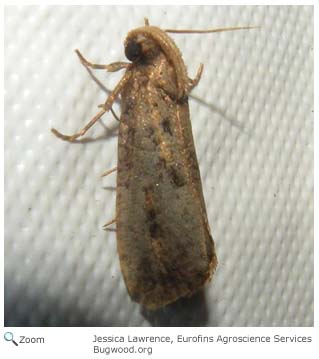 burrowing webworm moth