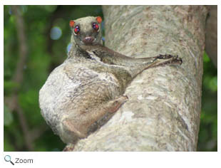 Colugos