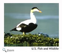 commoneider