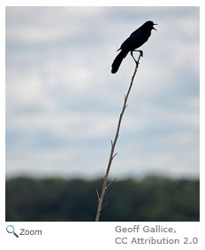 Common Grackle