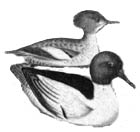 commonmerganser