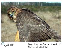 Cooper's Hawk