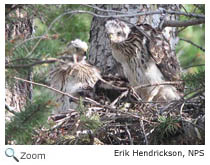 Cooper's Hawk