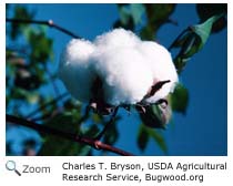 Cotton