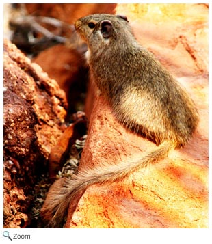 Dassie Rat