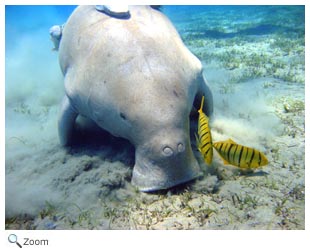 Dugong