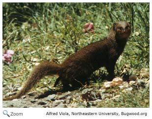 Dwarf Mongoose