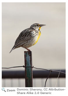 Eastern Meadowlark