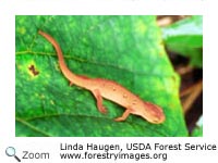 Eastern Newt