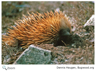 Echidna