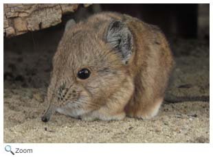 Elephant Shrew