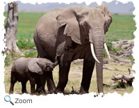 African elephant