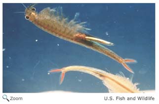 fairy shrimp