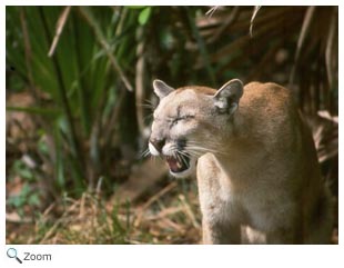 Florida Panther