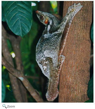 Malayan flying lemur