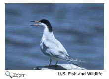 Forster's Tern