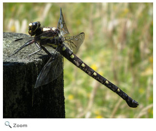 Giant Brush Dragonfly