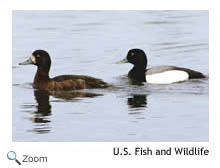 Greater Scaup