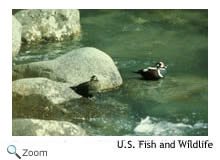 Harlequin Duck