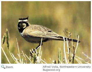 Horned Lark