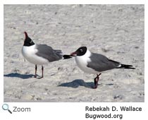 Laughing Gull