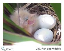 Least Bittern