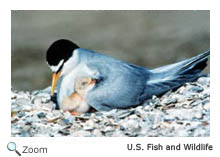 Least Tern